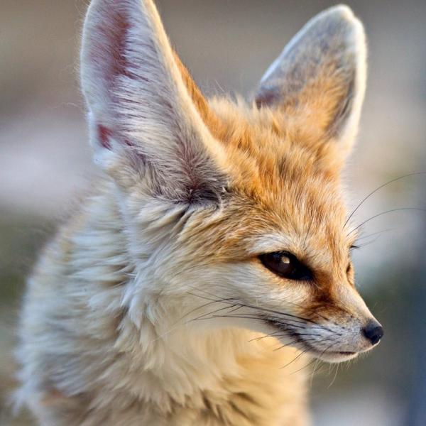 Fennec kettu lemmikkina