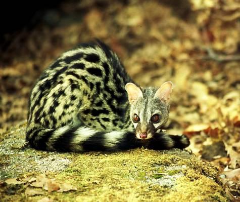 Genet