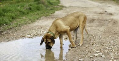 Giardia koirilla oireet tartunta ja hoito