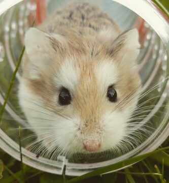 Hamsterin alkuperaiset nimet