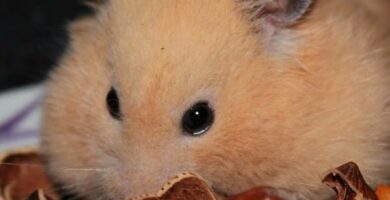 Hamsterin hampaiden hoito