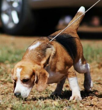 Harjoituksia beagle koirille