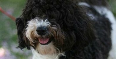 Havanese bichon