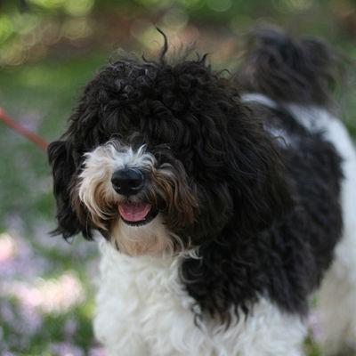 Havanese bichon