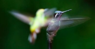 Hummingbird tyypit