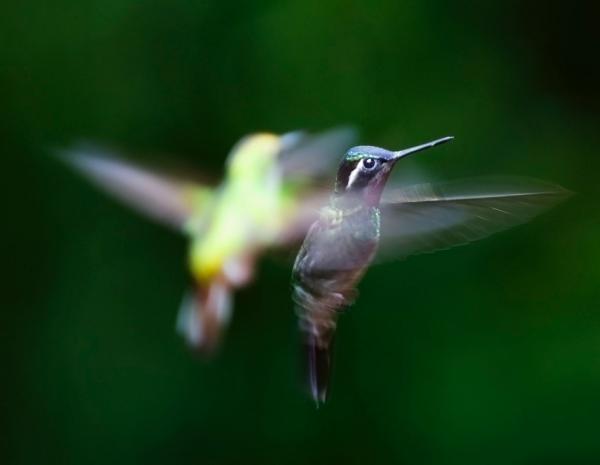 Hummingbird tyypit