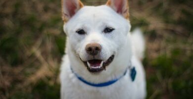 Husky inu