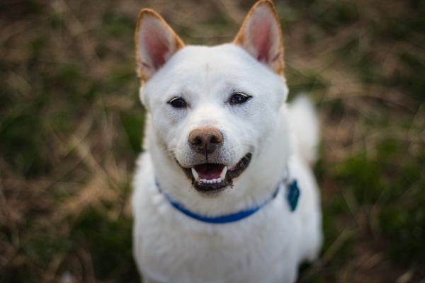 Husky inu