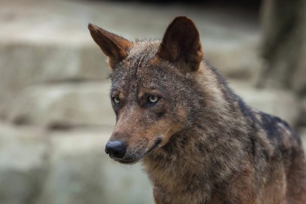 Iberian susi Canis lupus signatus