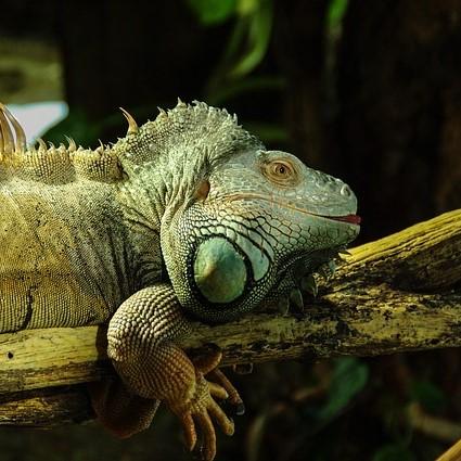 Iguana lemmikkina