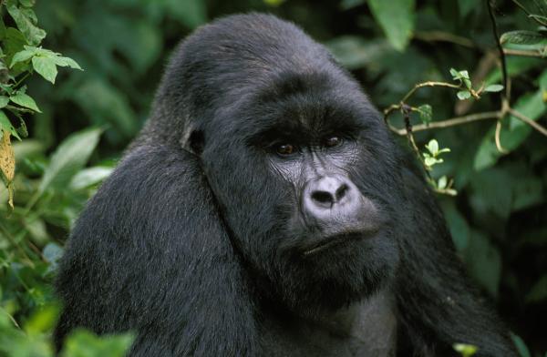 Itainen gorilla