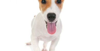 Jack Russell terrieri koirien nimet