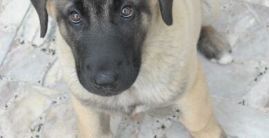 Kangal