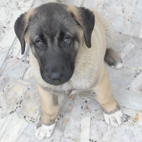 Kangal