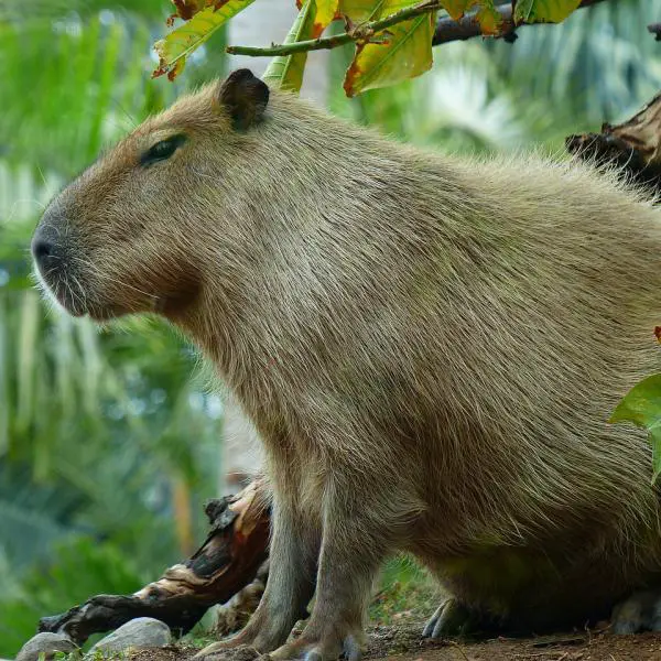 Kapybara lemmikkina