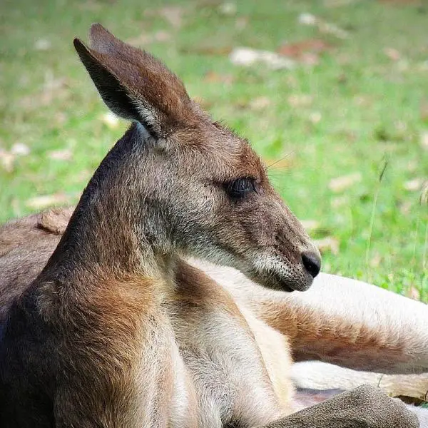 Kengurut ruokkivat