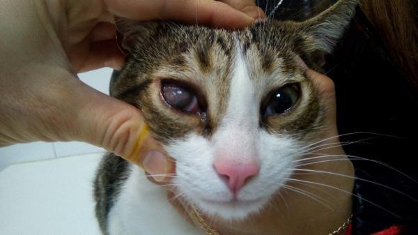 Keratiitti kissoilla tyypit oireet ja hoidot