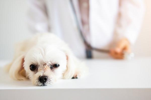Keuhkomato koirilla - oireet ja hoito - 2023