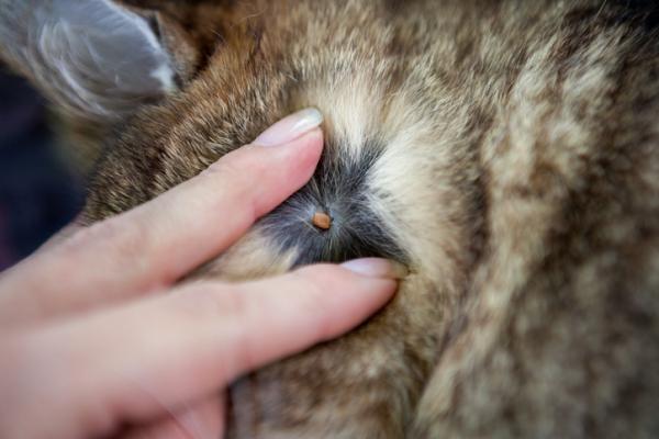 Kissan punkit oireet ja niiden poistaminen