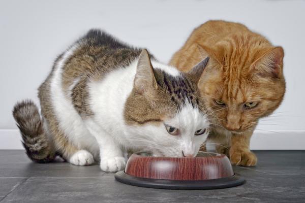 Kissani syö toisen kissan ruokaa - miksi ja mitä tehdä? - 2023