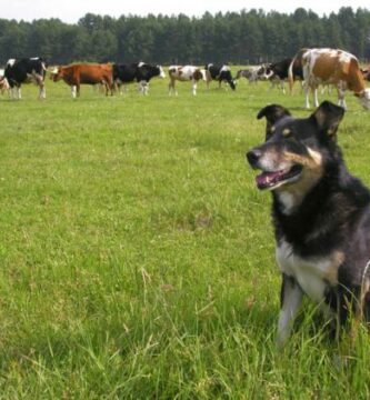 Koiran neosporoosi Neospora caninum Oireet ja hoito