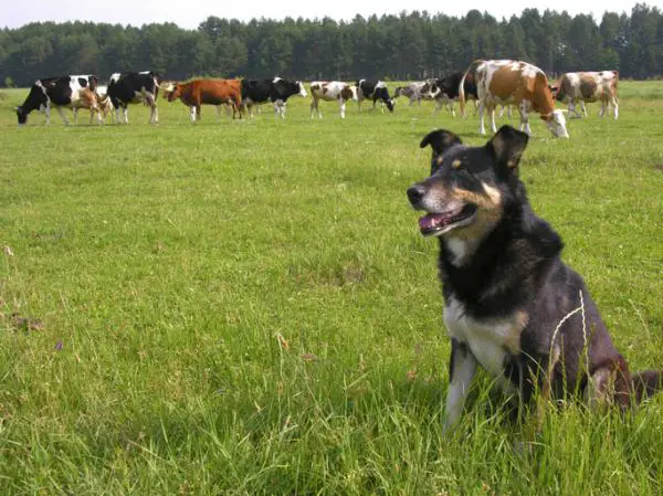 Koiran neosporoosi Neospora caninum Oireet ja hoito