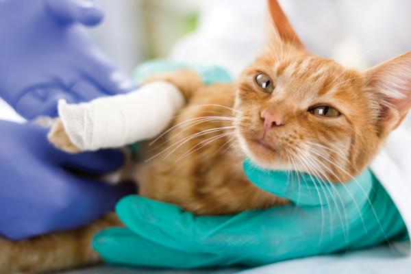 Kotilaakkeet haavojen parantamiseen kissoilla