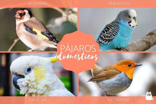 Kotimaan linnut tyypit nimet ja valokuvat