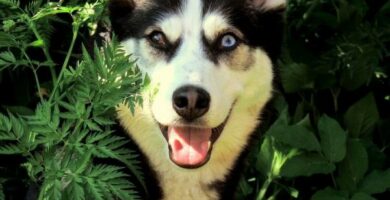 Kouluta Siperian husky