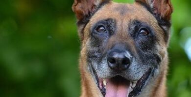 Kouluta belgialainen malinois paimen