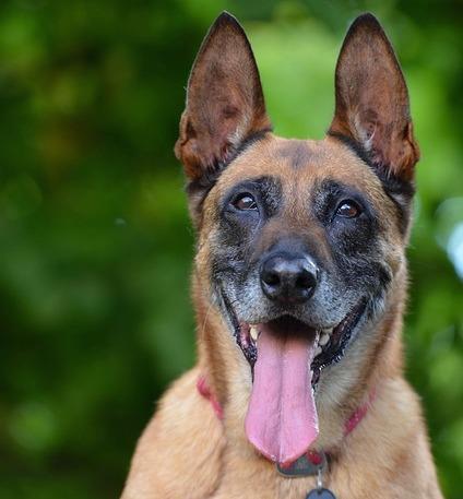 Kouluta belgialainen malinois paimen