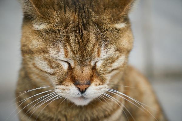 Kuinka kauan kissa, jolla on munuaisten vajaatoiminta, elää? - 2023