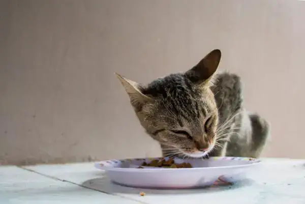 Tutustu 42+ imagen kuinka kauan kissa voi olla syömättä