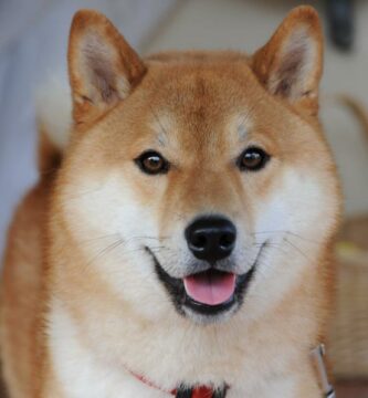 Kuinka kouluttaa shiba inu