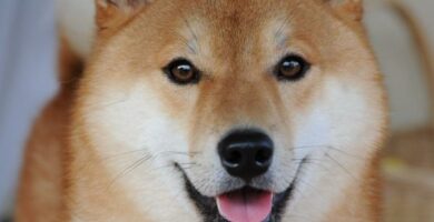 Kuinka kouluttaa shiba inu