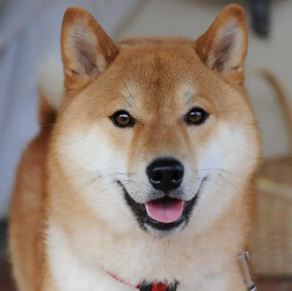 Kuinka kouluttaa shiba inu