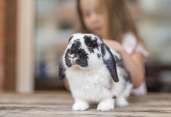 Kuinka opettaa kanille missa rentoutua