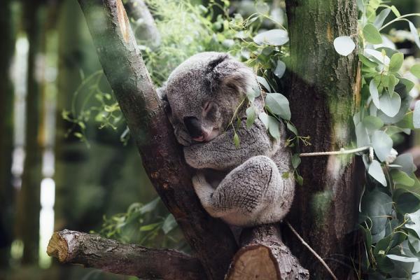 Kuinka paljon koala nukkuu