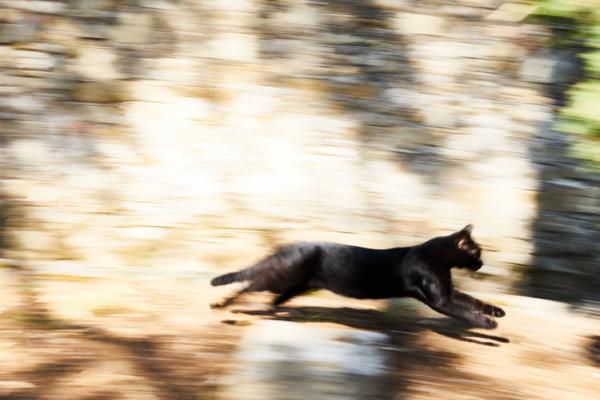 Kuinka rauhoittaa hyperaktiivista kissaa