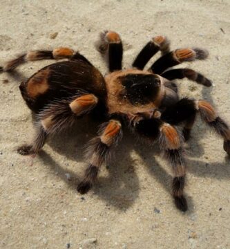 Kuinka ruokkia tarantulaa