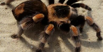 Kuinka ruokkia tarantulaa