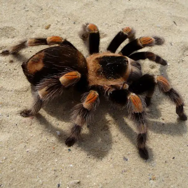 Kuinka ruokkia tarantulaa