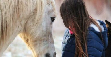 Kuinka saada hevonen luottamaan minuun