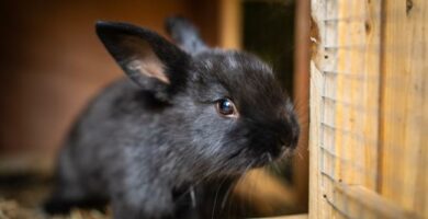 Kuinka tehda kotitekoinen kanin hakki