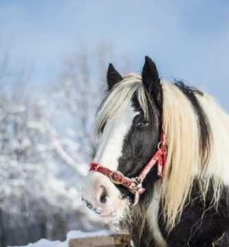 Kuinka usein madon hevonen