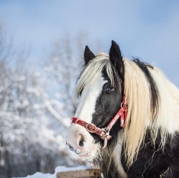 Kuinka usein madon hevonen