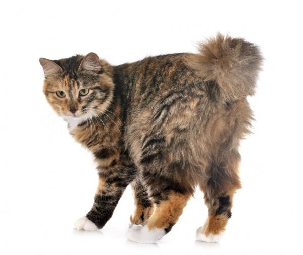 Kurilian bobtail kissa