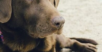 Labradorit ja liikalihavuus syyt ja hoidot