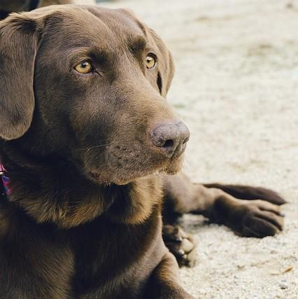 Labradorit ja liikalihavuus syyt ja hoidot