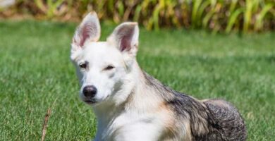 Labsky tai huskador